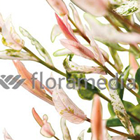 SALIX